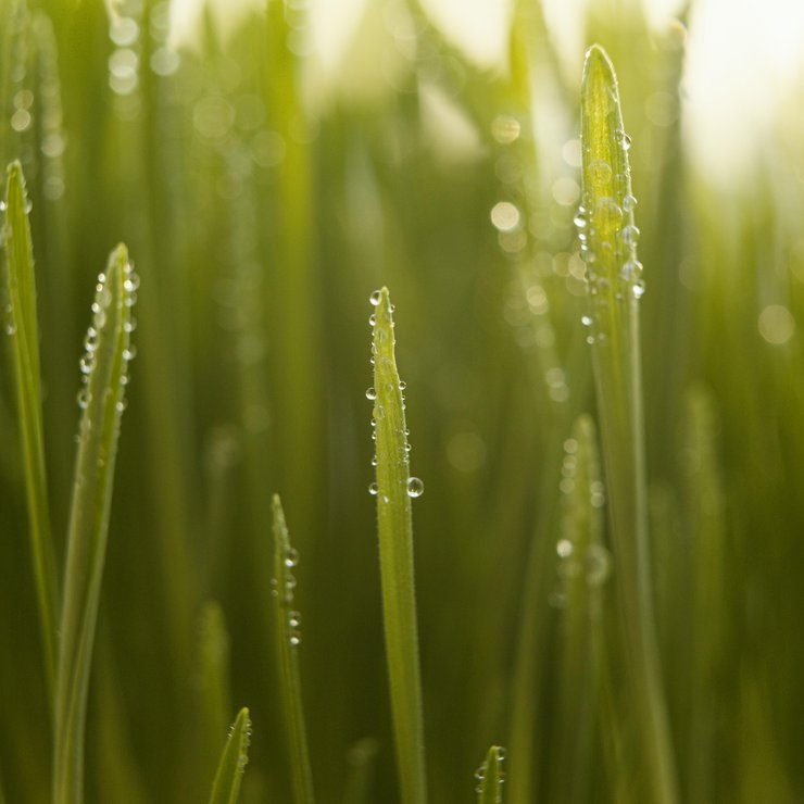 close-up-natural-grass.jpg